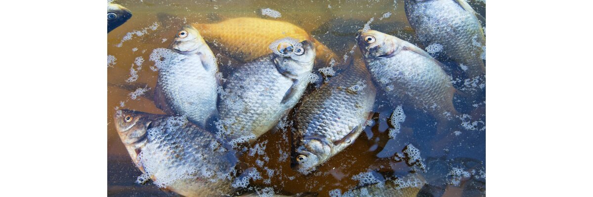 Fischkrankheiten - Fischkrankheiten in Deutschland | Tackle-Deals.eu Blog