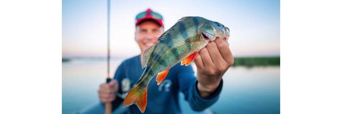 Tips und Tricks zum Angeln auf Barsch - Gezielt auf Barsch angeln | Tackle-Deals.eu Blog