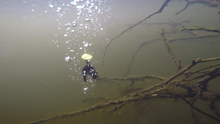 Unterwasseraufnahme von einem Angelköder, der sich direkt neben einem versunkenem Baum befindet