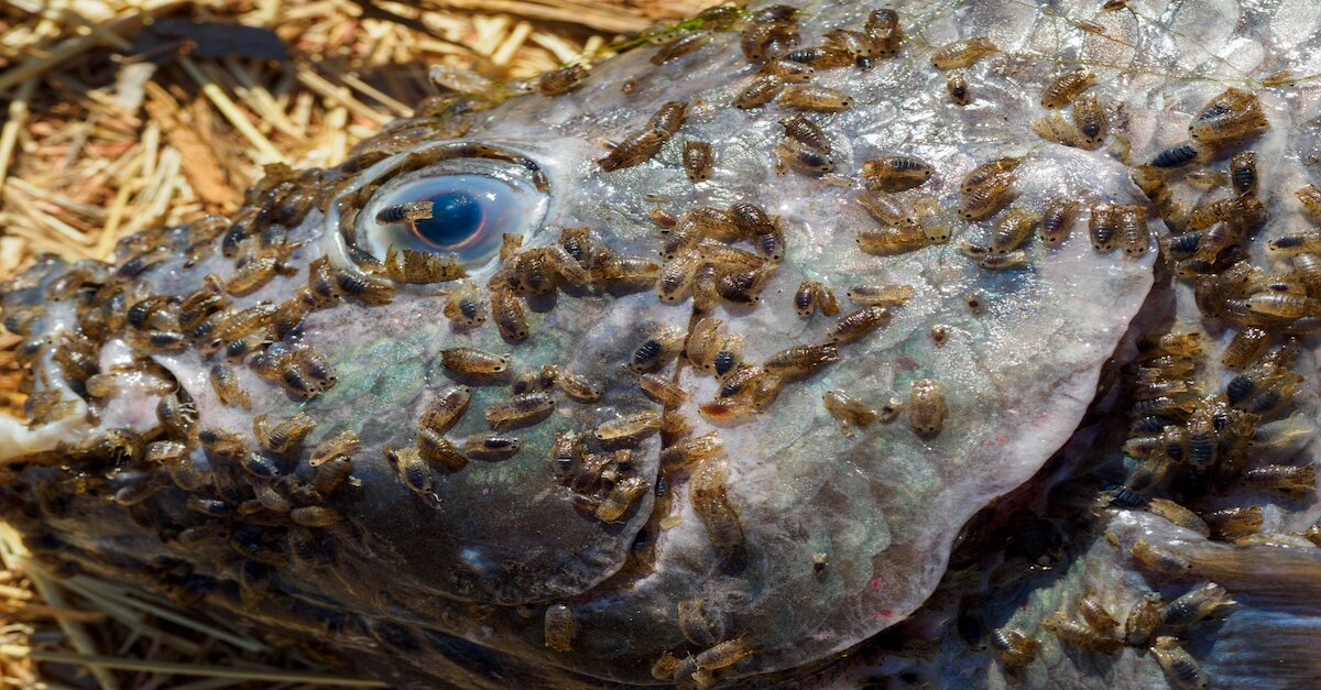 Aufnahme eines Kopfes von einem verendeten Karpfen übersät mit Fischläusen.