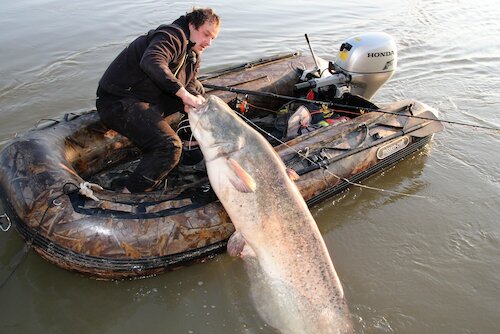 Angler zieht großen Wels ins Schlauchboot auf dem Fluss.