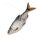 QUANTUM Mr. Pike Ghost Traces Float Size 2 White
