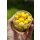 RADICAL Pineapple Zombie Pop Ups 16mm 20mm 50g