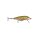 Redfin Spotted Minnow