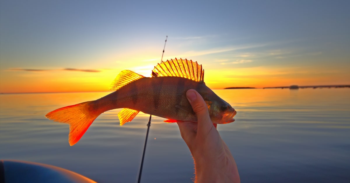 Ein gefangener Flussbarsch wird vor einem Sonnenuntergang präsentiert.