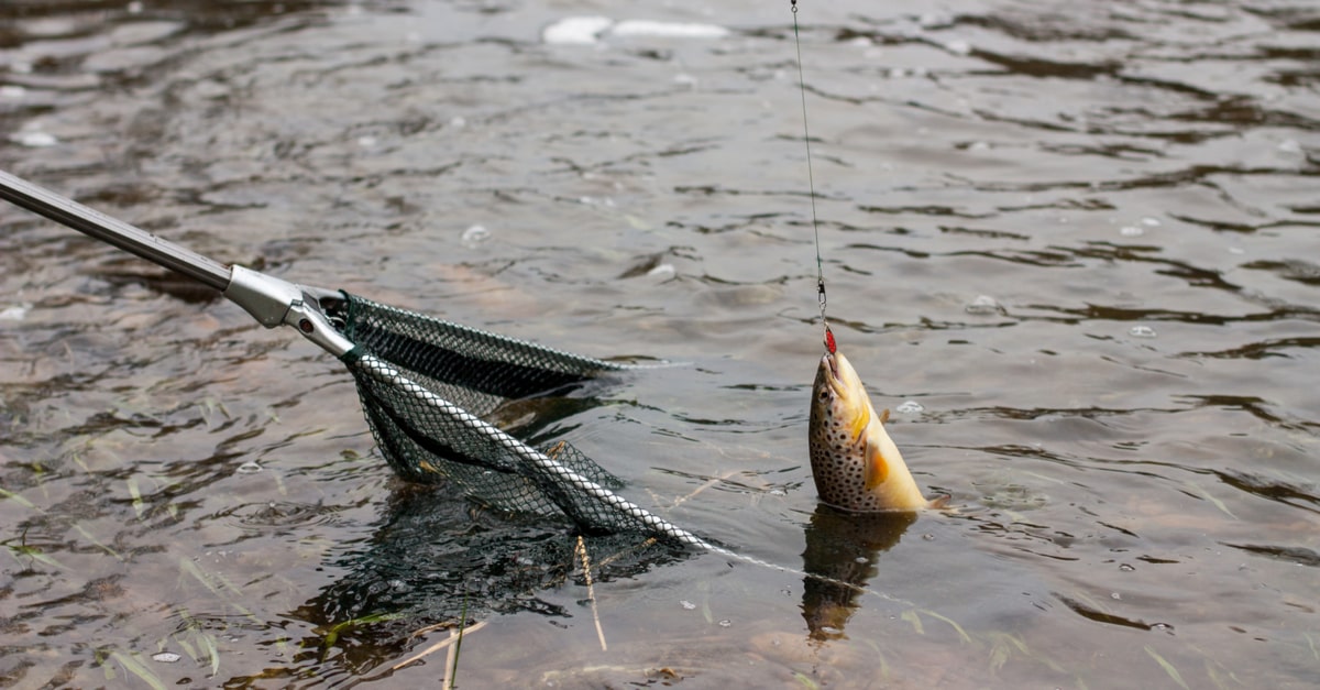Ein Fisch wird mit einem Kescher gefangen.